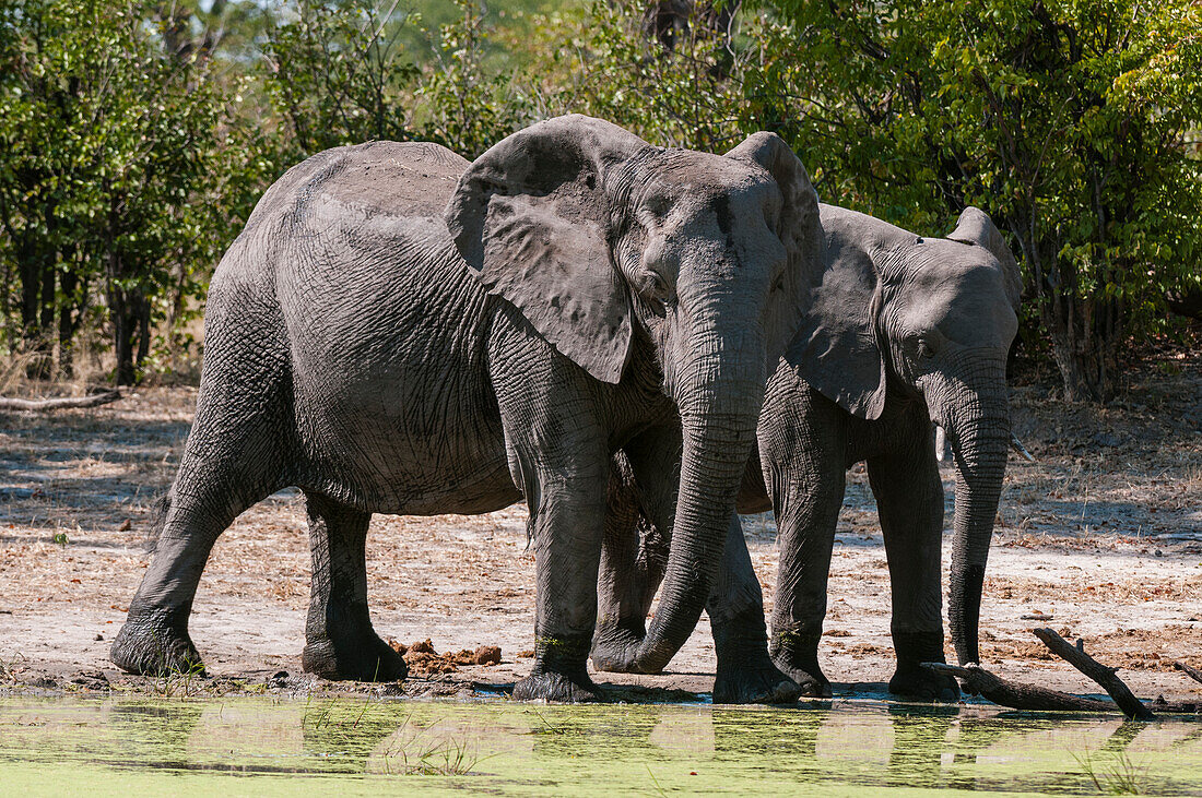 Elefant (Loxodonta africana), Savute-Kanal, Linyanti, Botsuana.