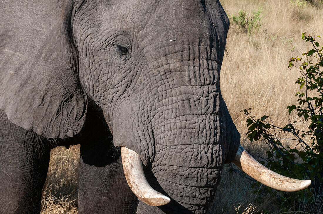 Elefant (Loxodonta africana), Abu Camp, Okavango-Delta, Botsuana