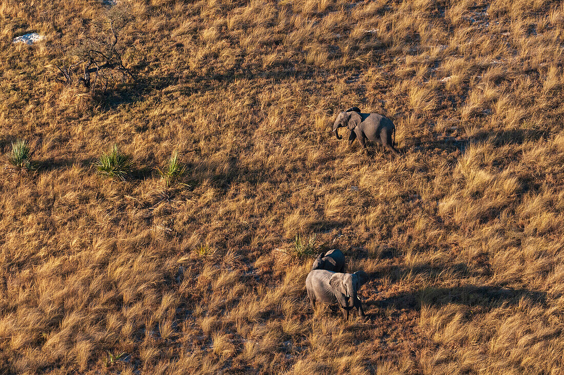 Luftaufnahme einer afrikanischen Elefantenherde (Loxodonta africana) im Okavango-Delta, Botsuana.