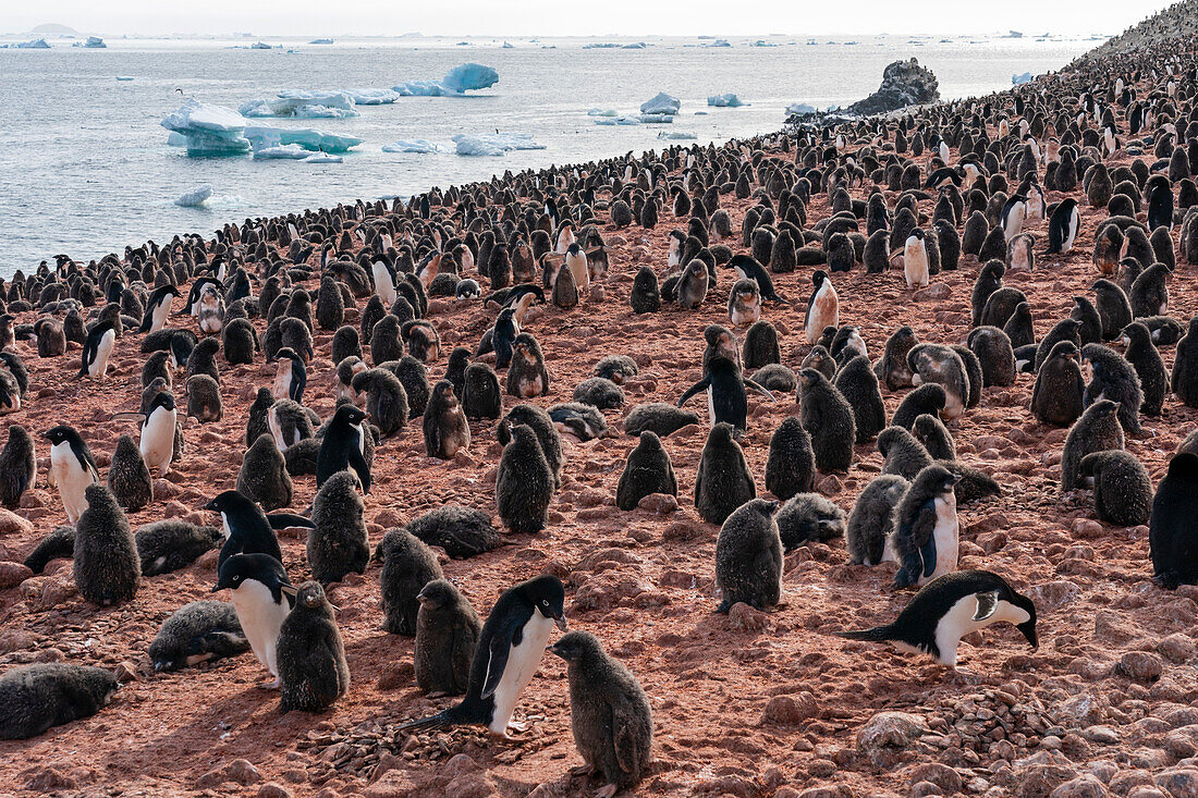 Adelie penguin chicks (Pygoscelis adeliae), Paulet Island, Weddell Sea, Antarctica.