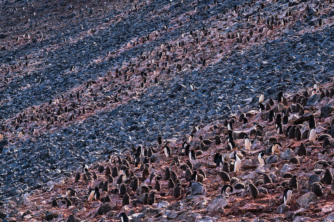 Kolonie der Adeliepinguine (Pygoscelis adeliae), Paulet-Insel, Weddellmeer, Antarktis.