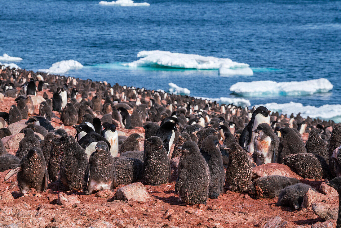 Adelie penguins (Pygoscelis adeliae), Paulet Island, Weddell Sea, Antarctica.