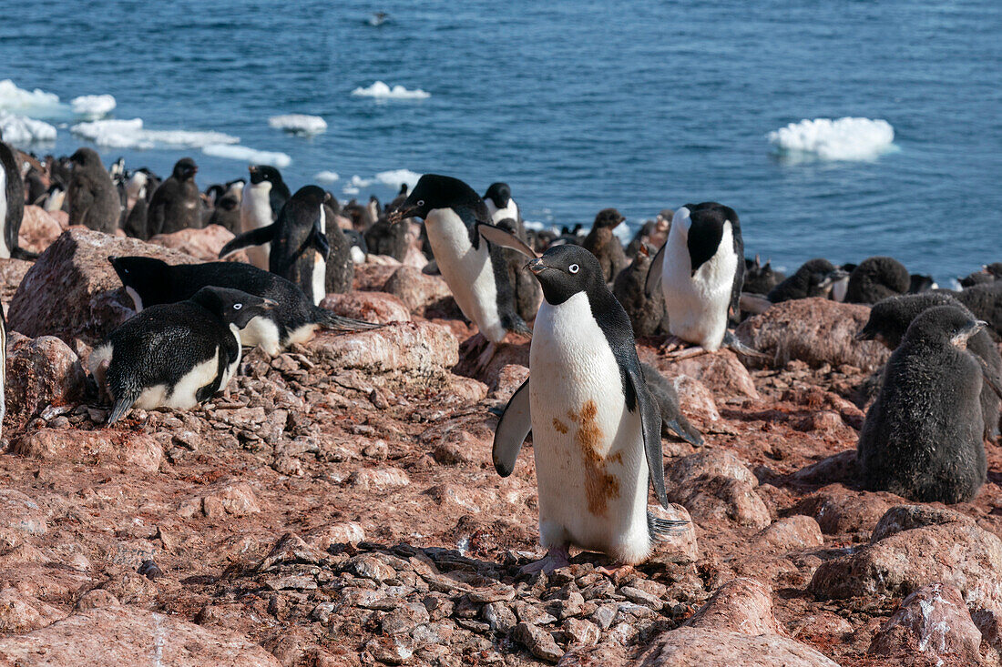 Adeliepinguine (Pygoscelis adeliae), Paulet-Insel, Weddell-Meer, Antarktis.