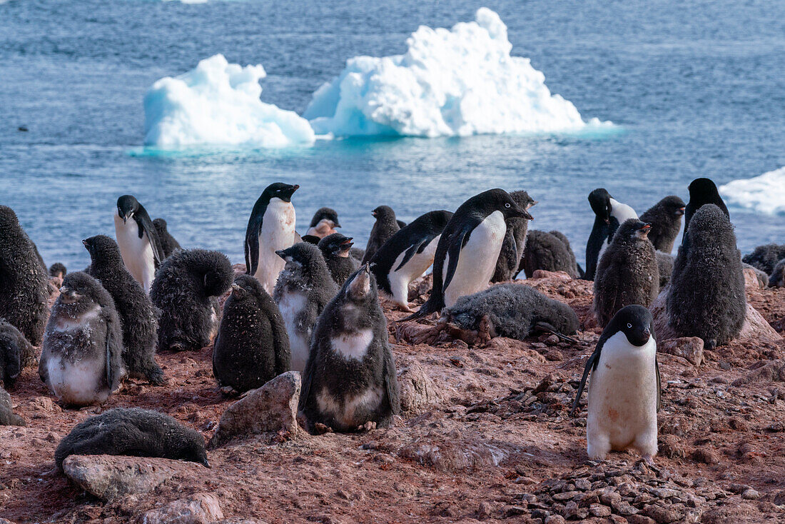 Adelie penguins (Pygoscelis adeliae), Paulet Island, Weddell Sea, Antarctica.