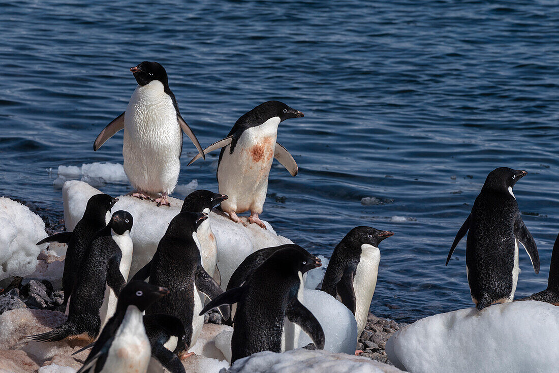 Adelie penguins (Pygoscelis adeliae), Paulet Island, Weddell Sea, Antarctica.