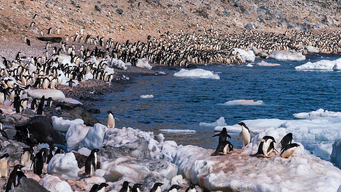 Adelie penguins (Pygoscelis adeliae), Paulet Island, Weddell Sea, Antarctica.