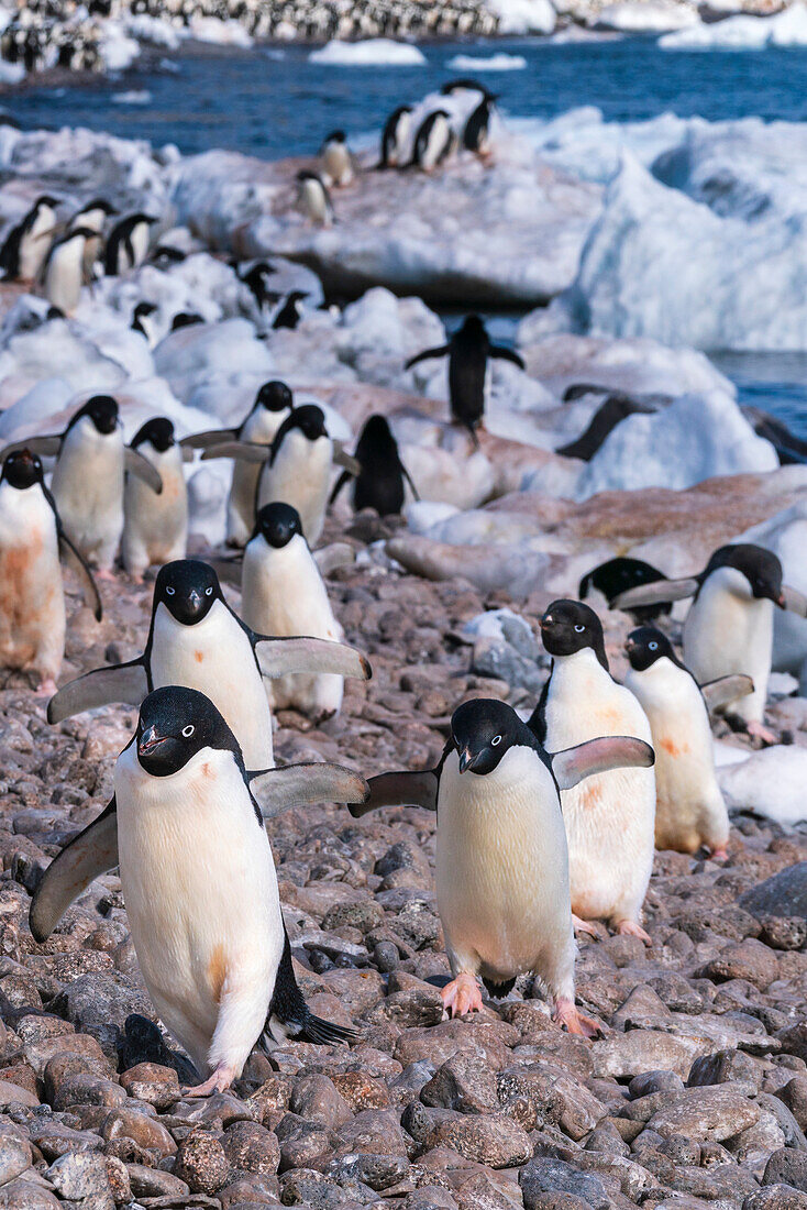 Adelie penguins (Pygoscelis adeliae), Paulet Island, Weddell Sea, Antarctica.