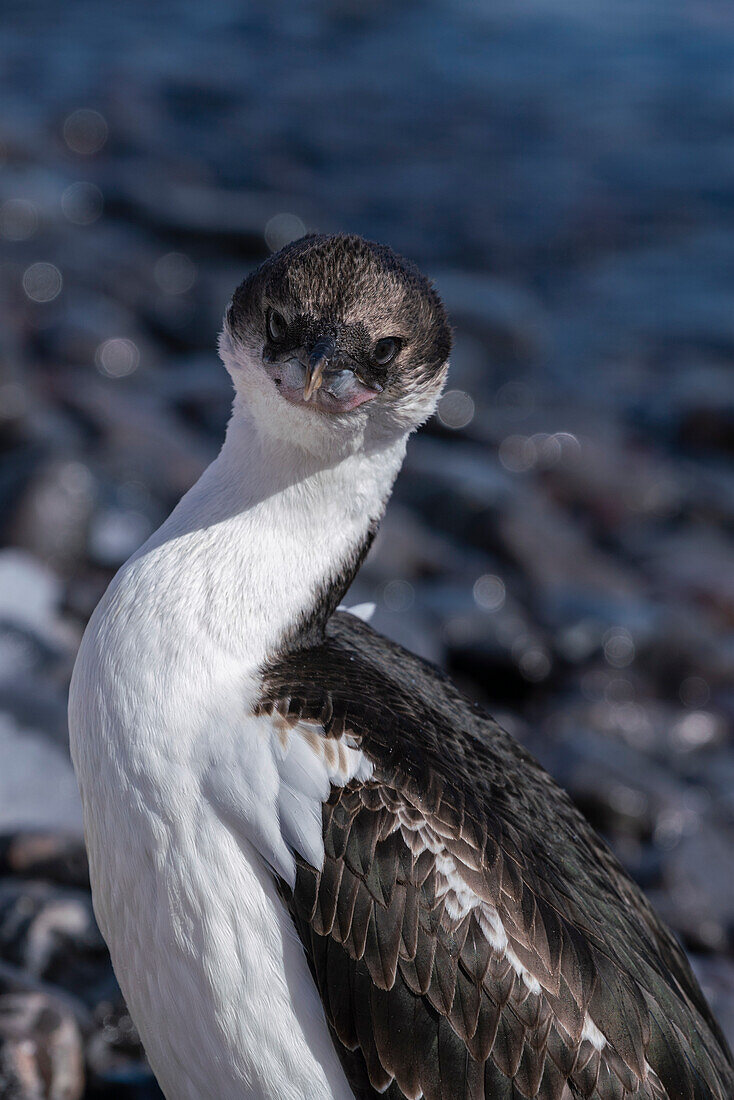 Antarktische Krähenscharbe (Leucocarbo bransfieldensis), Paulet-Insel, Weddell-Meer, Antarktis.