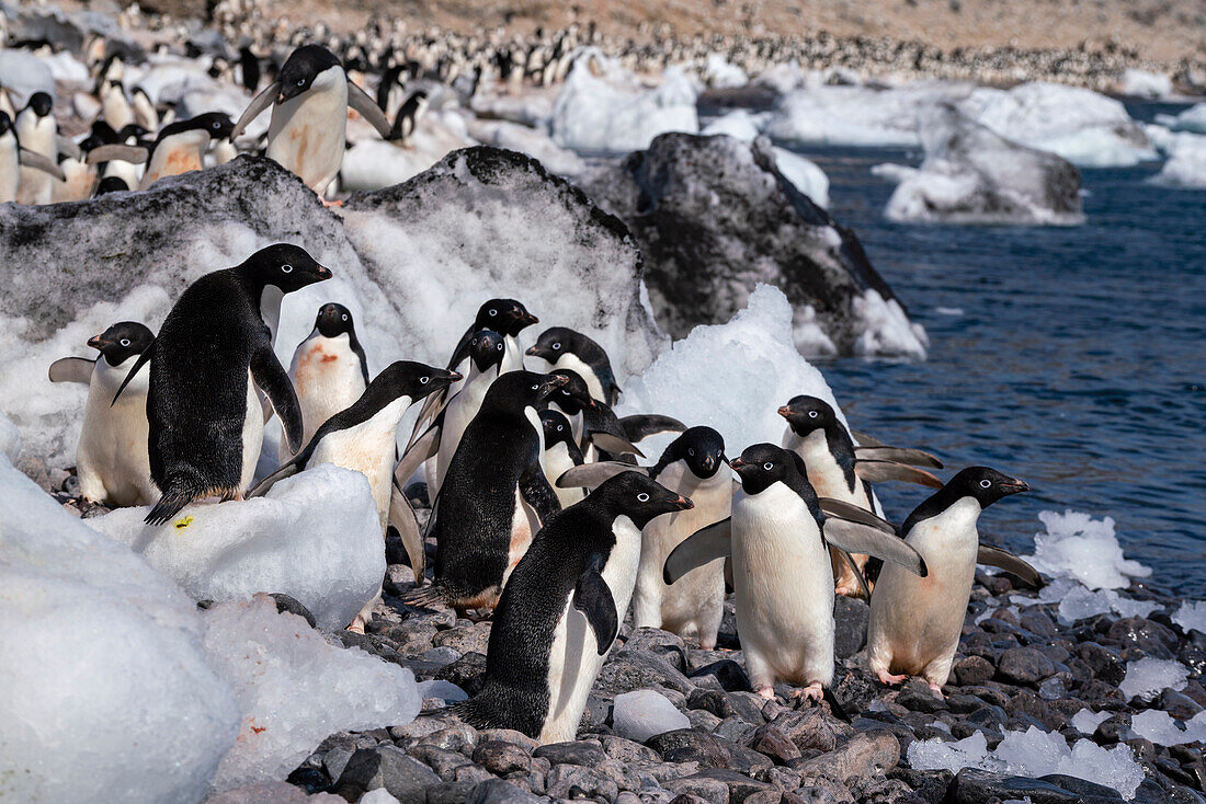 Adeliepinguine (Pygoscelis adeliae), Paulet-Insel, Weddell-Meer, Antarktis.