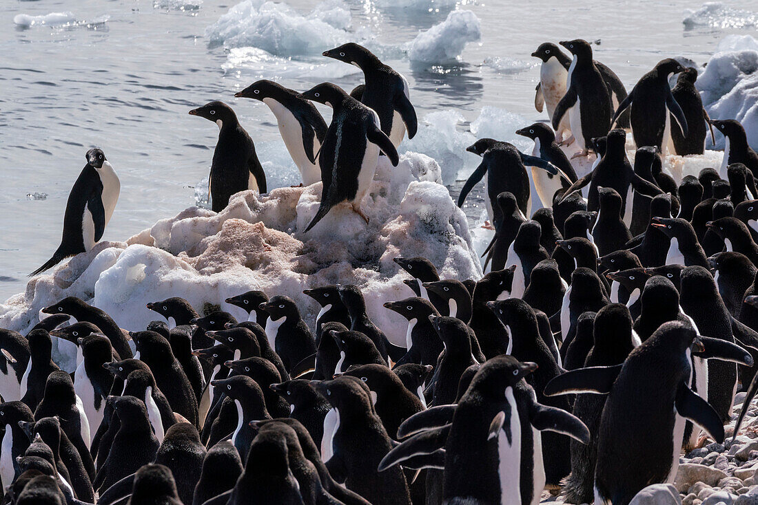 Adeliepinguine (Pygoscelis adeliae), Paulet-Insel, Weddell-Meer, Antarktis.