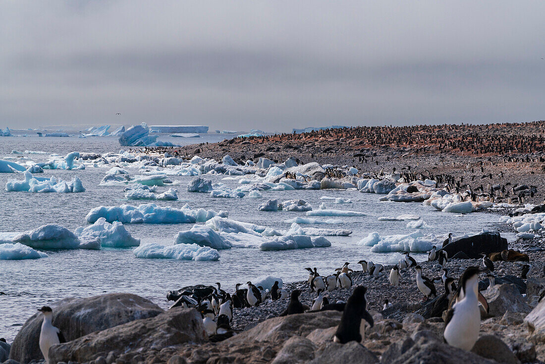 Adelie penguins (Pygoscelis adeliae), Paulet Island, Weddell Sea, Antarctica.