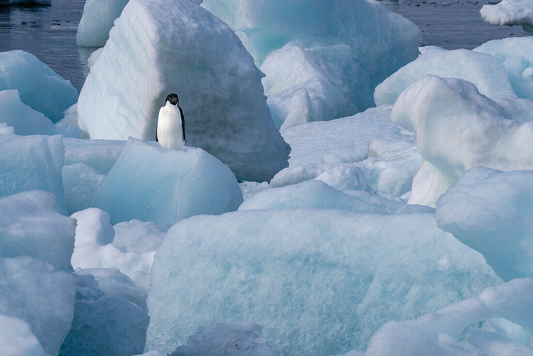 Adelie penguin (Pygoscelis adeliae) looking for its way abong ice, Brown Bluff, Tabarin Peninsula, Weddell Sea, Antarctica.