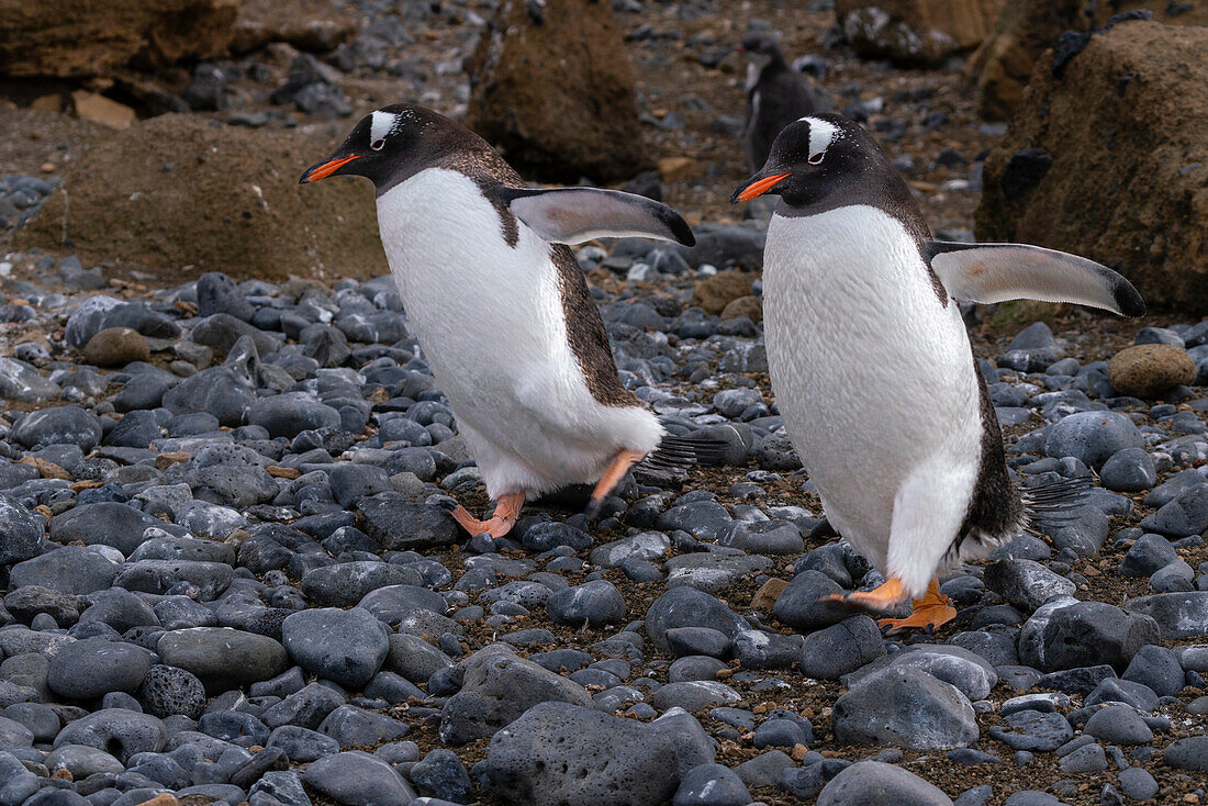 Eselspinguine (Pygoscelis papua), die auf Kieselsteinen laufen, Brown Bluff, Tabarin-Halbinsel, Weddellmeer, Antarktis.