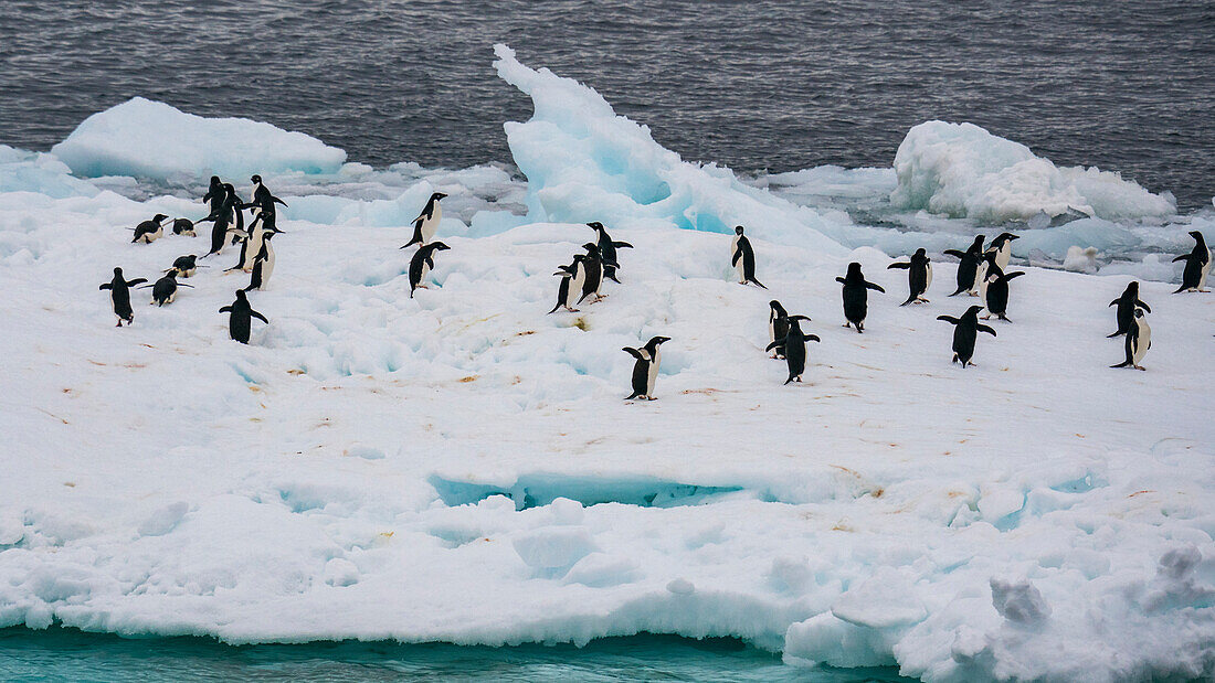 Adelie penguins (Pygoscelis adeliae) on iceberg, Antarctic Sound, Antarctica.
