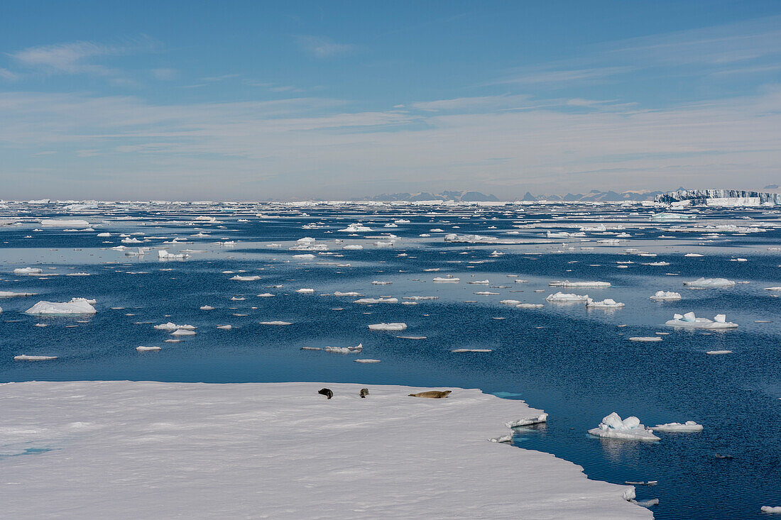 Krabbenfresserrobben (Lobodon carcinophaga) auf einem Eisberg, Larsen B-Schelfeis, Weddellmeer, Antarktis.