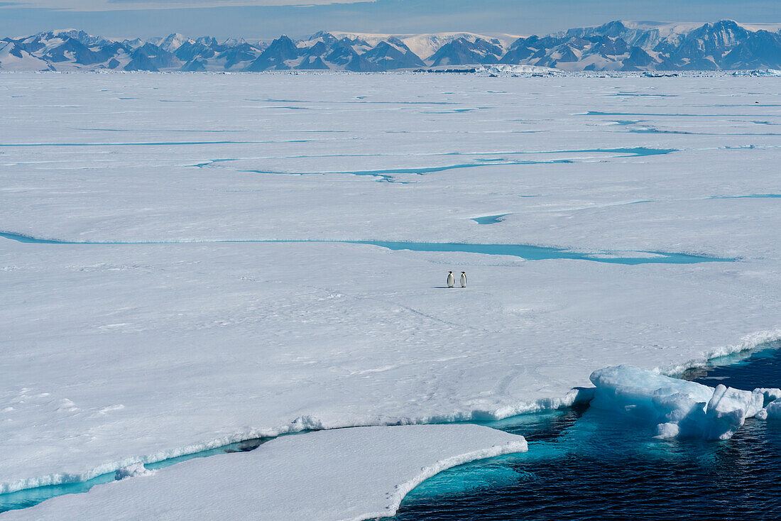 Emperor penguin (Aptenodytes forsteri) pair on sea ice, Larsen B Ice Shelf, Weddell Sea, Antarctica.