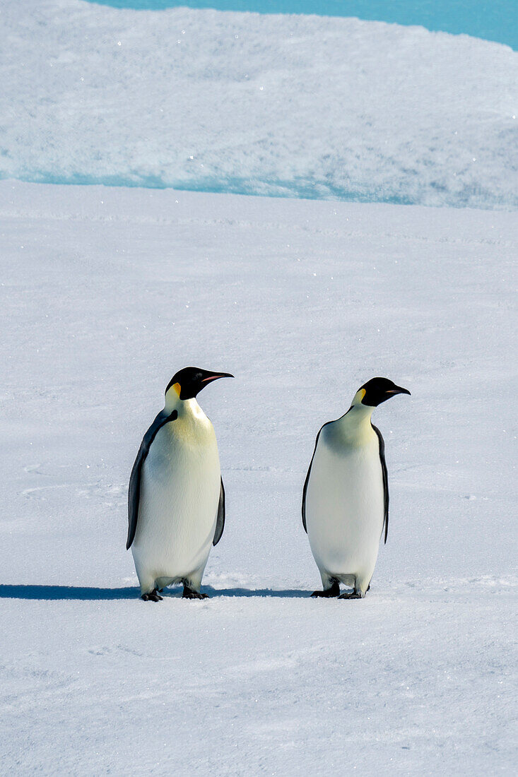 Kaiserpinguin-Paar (Aptenodytes forsteri) auf dem Meereis, Larsen B-Schelfeis, Weddellmeer, Antarktis.