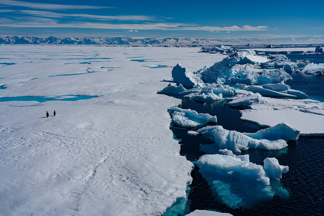 Emperor penguin (Aptenodytes forsteri) pair on sea ice, Larsen B Ice Shelf, Weddell Sea, Antarctica.