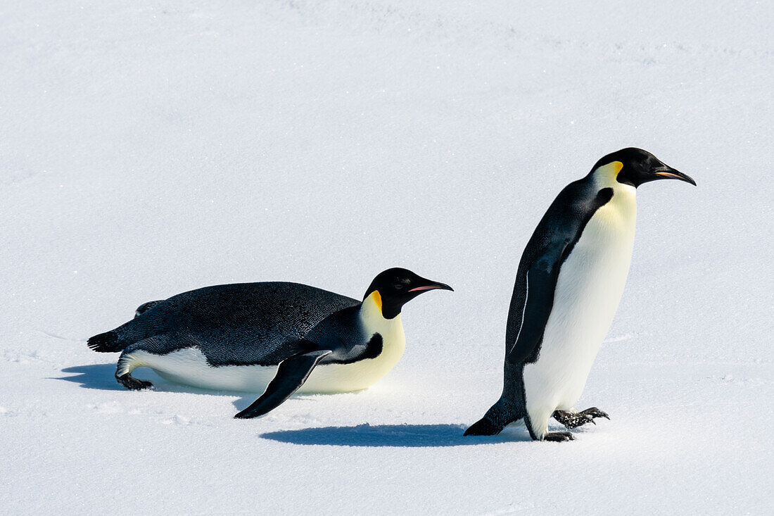 Kaiserpinguin-Paar (Aptenodytes forsteri) auf dem Meereis, Larsen B-Schelfeis, Weddellmeer, Antarktis.