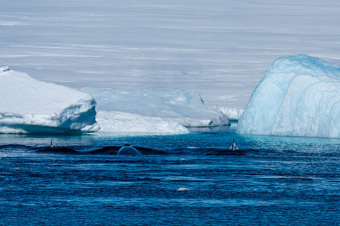 Antarctic Minke Whale (Balaenoptera bonaerensis) surfacing, Larsen B Ice Shelf, Weddell Sea, Antarctica.