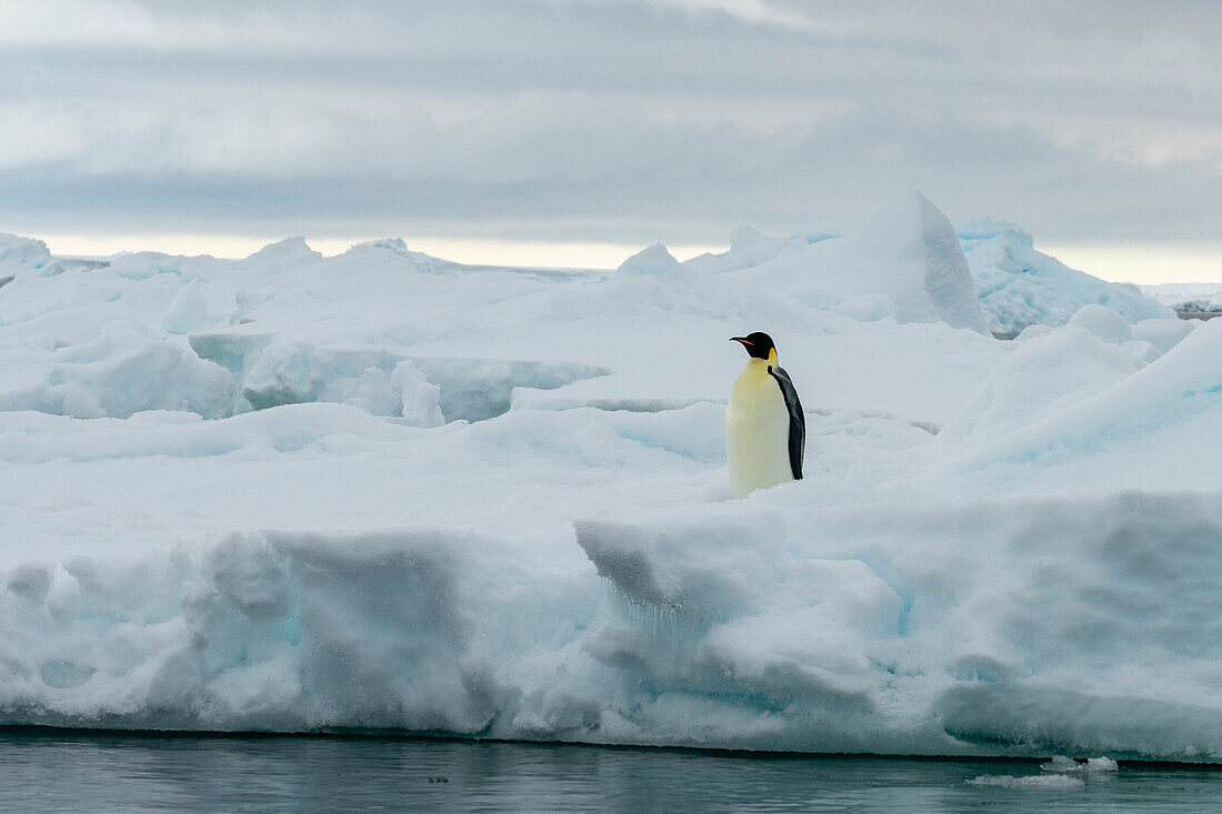 Emperor penguin (Aptenodytes forsteri) on iceberg, Larsen C ice shelf, Weddell Sea, Antarctica.