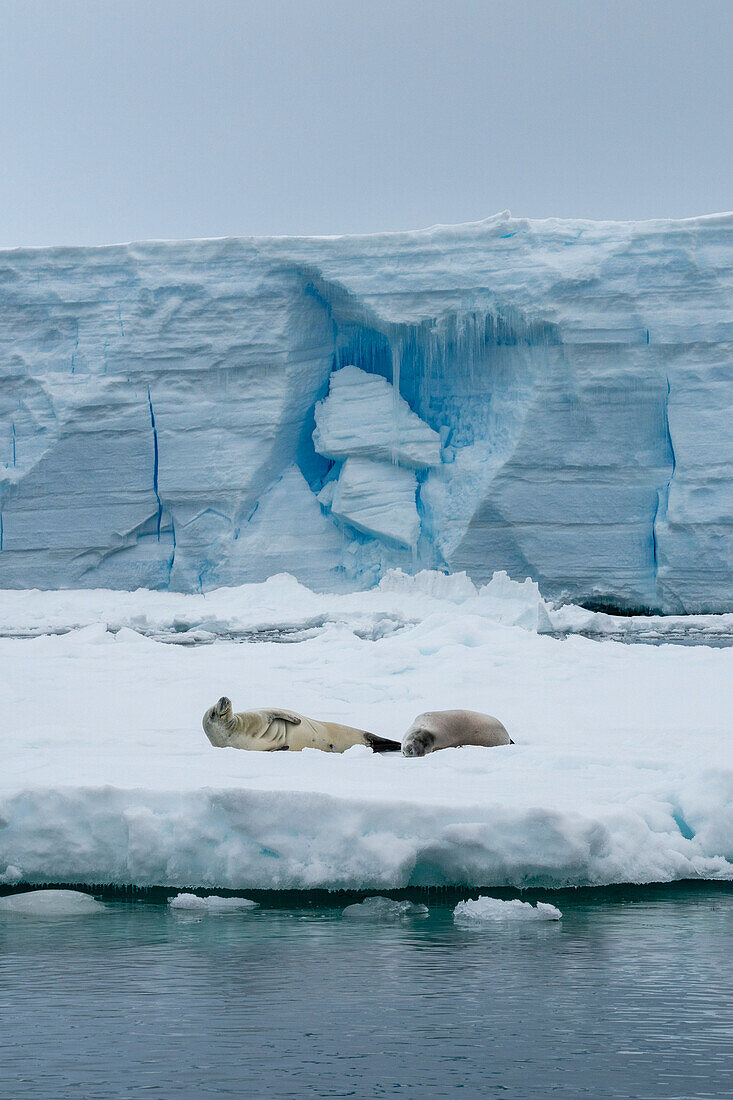 Walruses (Odobenus rosmarus) resting on an iceberg, Larsen C ice shelf, Weddell Sea, Antarctica.