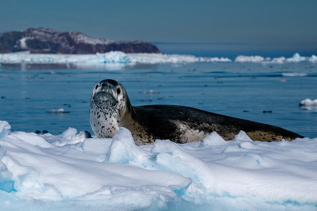 Leopardenrobbe (Hydrurga leptonyx) auf dem Eis ruhend, Larsen Inlet, Weddellmeer, Antarktis.