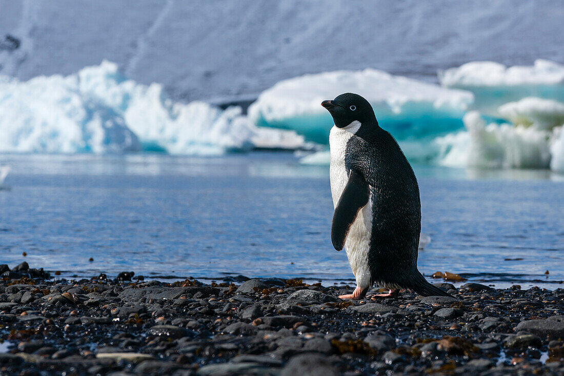 Ein Adeliepinguin (Pygoscelis adeliae) an einem Strand, Teufelsinsel, Weddellmeer, Antarktis.