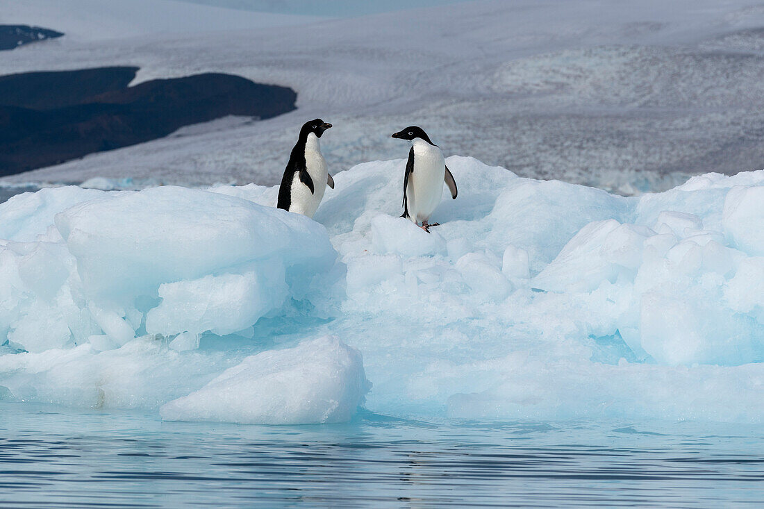 Adelie penguins (Pygoscelis adeliae) on iceberg, Croft Bay, James Ross Island, Weddell Sea, Antarctica.