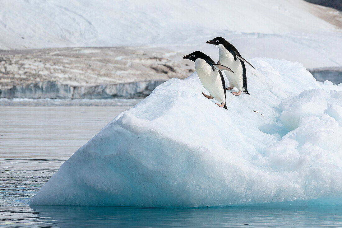 Adeliepinguine (Pygoscelis adeliae) auf einem Eisberg, Croft Bay, James-Ross-Insel, Weddell-Meer, Antarktis.