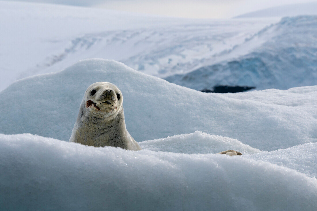 Crabeater seal (Lobodon carcinophaga) resting on iceberg, Croft Bay, James Ross Island, Weddell Sea, Antarctica.