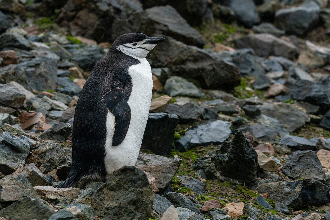 Zügelpinguin (Pygoscelis antarcticus), Halbmondinsel, Süd-Shetland-Insel, Antarktis.