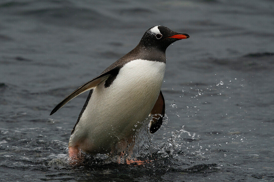 Gentoo penguin (Pygoscelis papua), Half Moon Island, South Shetland Island, Antarctica.