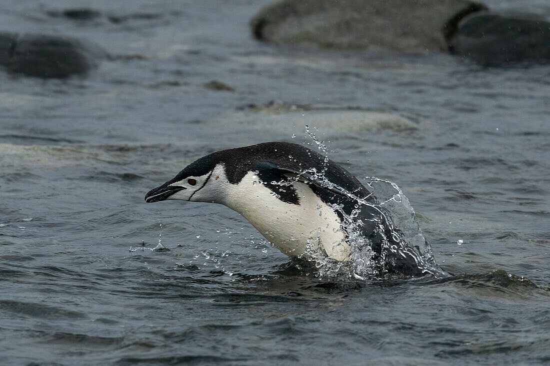 Chinstrap penguin (Pygoscelis antarcticus), Half Moon Island, South Shetland Island, Antarctica.