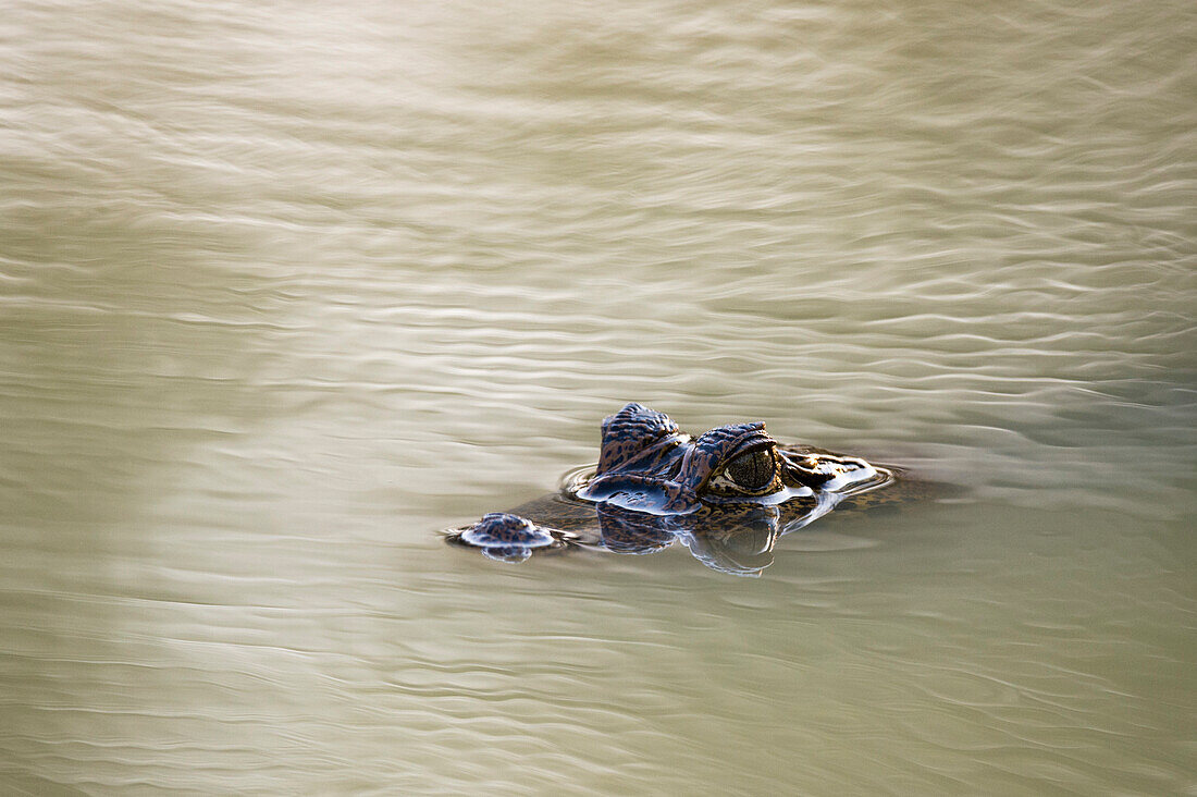 Yacare-Kaiman, Caiman crocodylus yacare, im Fluss Cuiaba. Bundesstaat Mato Grosso Do Sul, Brasilien.