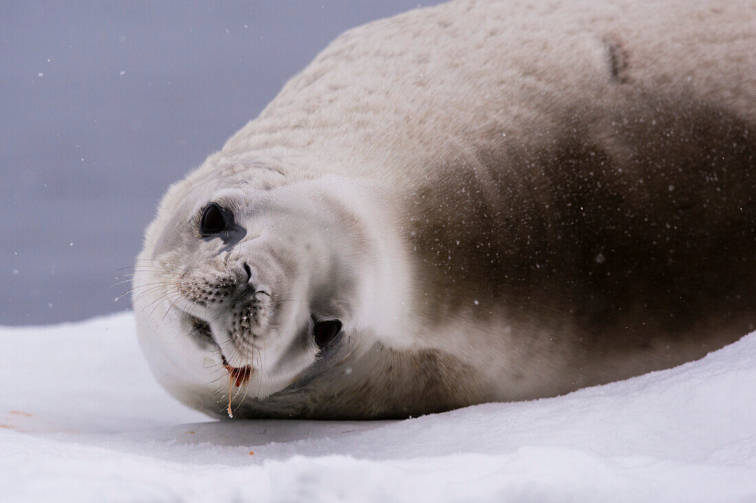 A crabeater seal, Lobodon carcinophaga, resting on the ice and looking at the camera, Wilhelmina Bay, Antarctica. Antarctica.