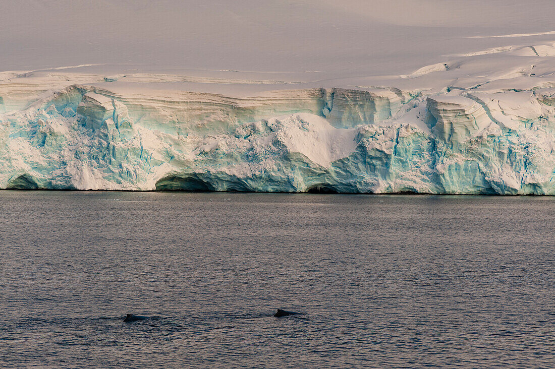 Humpback whale (Megaptera novaeangliae), Lemaire channel, Antarctica.