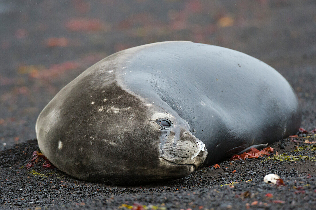 A southern elephant seal, Mirounga leonina, resting on the black volcanic beach of Deception Island, Antarctica. Antarctica.