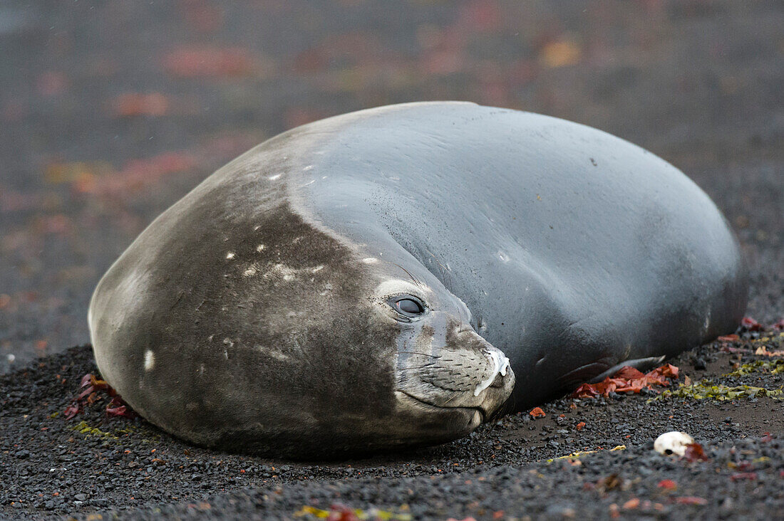 Ein Südlicher Seeelefant, Mirounga leonina, ruht sich am schwarzen Vulkanstrand von Deception Island, Antarktis, aus. Antarktis.