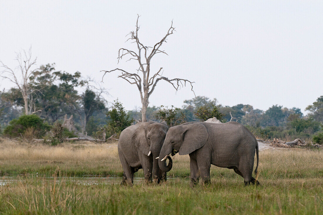 Zwei afrikanische Elefanten, Loxodonta africana.
