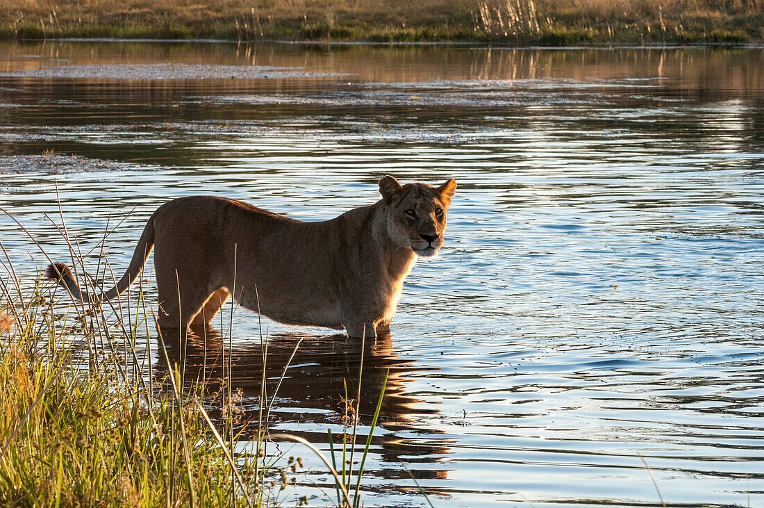A lioness, Panthera leo, wading across the Savute Channel. Savute Channel, Linyanti, Botswana.