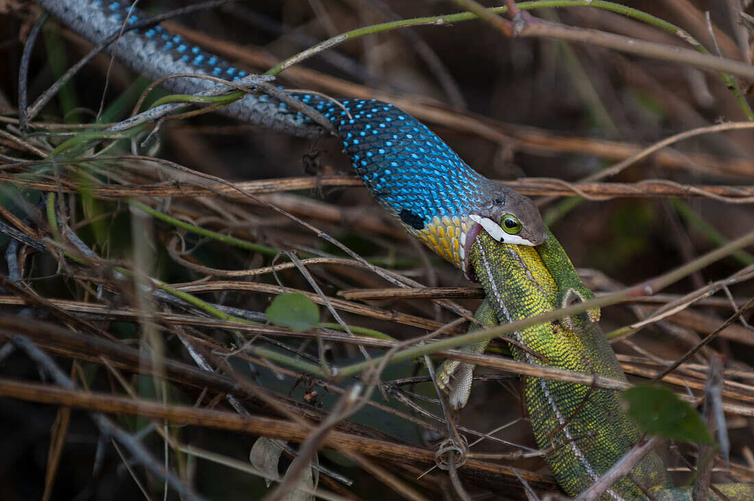 A juvenile boomslang, Disholidus typus, feeding on a chameleon. Botswana