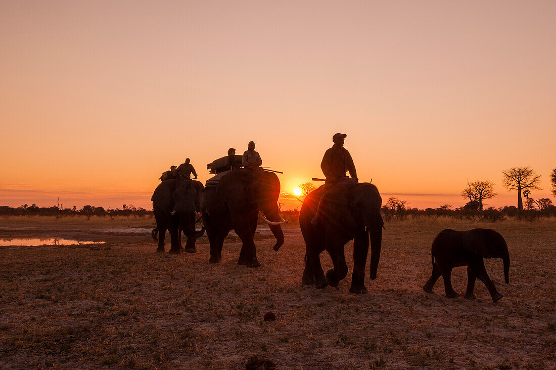 Safari-Gäste reiten bei Sonnenuntergang auf afrikanischen Elefanten zurück zum Camp. Abu Camp, Okavango-Delta, Botsuana.