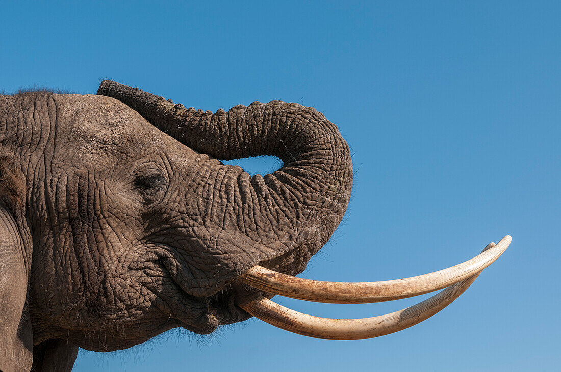 Porträt eines afrikanischen Elefanten, Loxodonta africana, mit extrem langen Stoßzähnen. Abu Camp, Okavango-Delta, Botsuana.