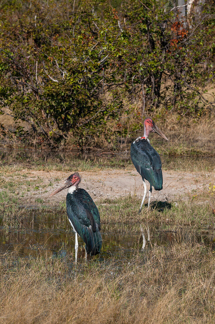 Zwei Marabu-Störche, Leptoptilus crumeniferus, stehen in der Nähe eines kleinen Wasserbeckens. Botswana