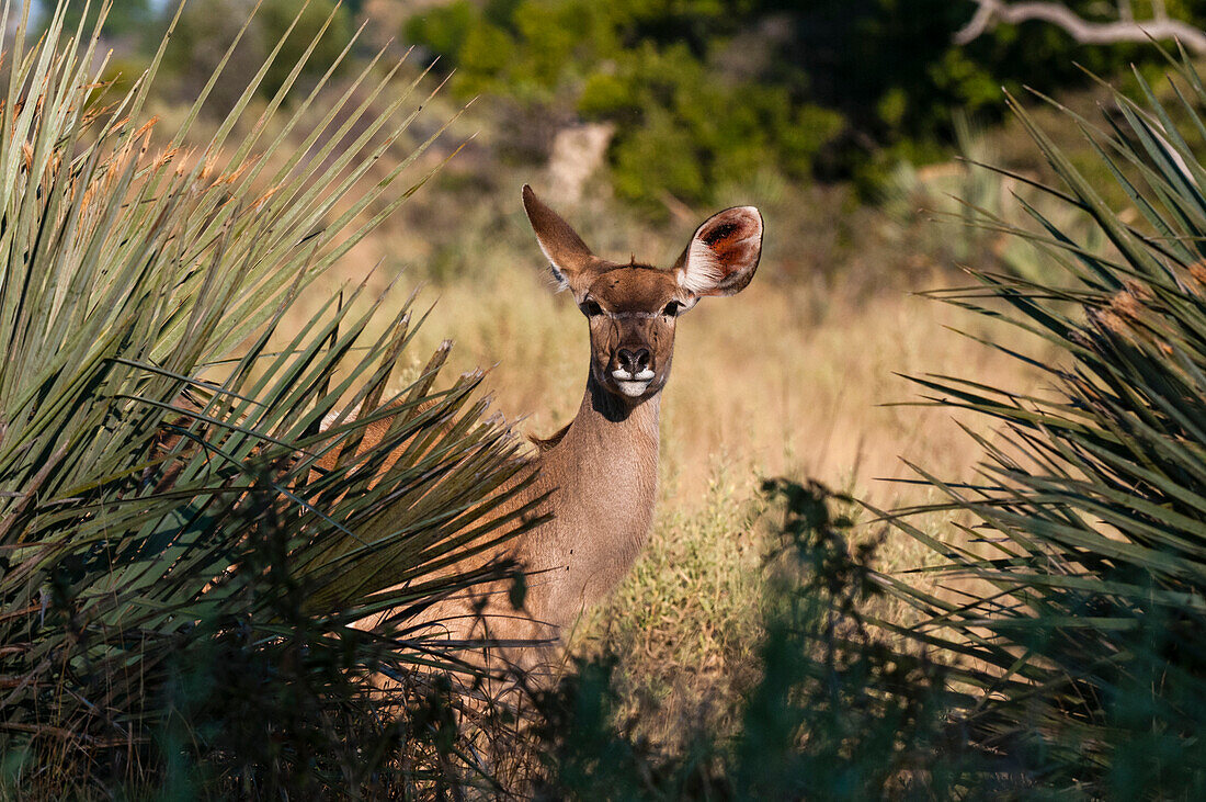 Porträt eines weiblichen Großen Kudu, Tragelaphus strepsinceros, der den Fotografen anschaut. Botswana