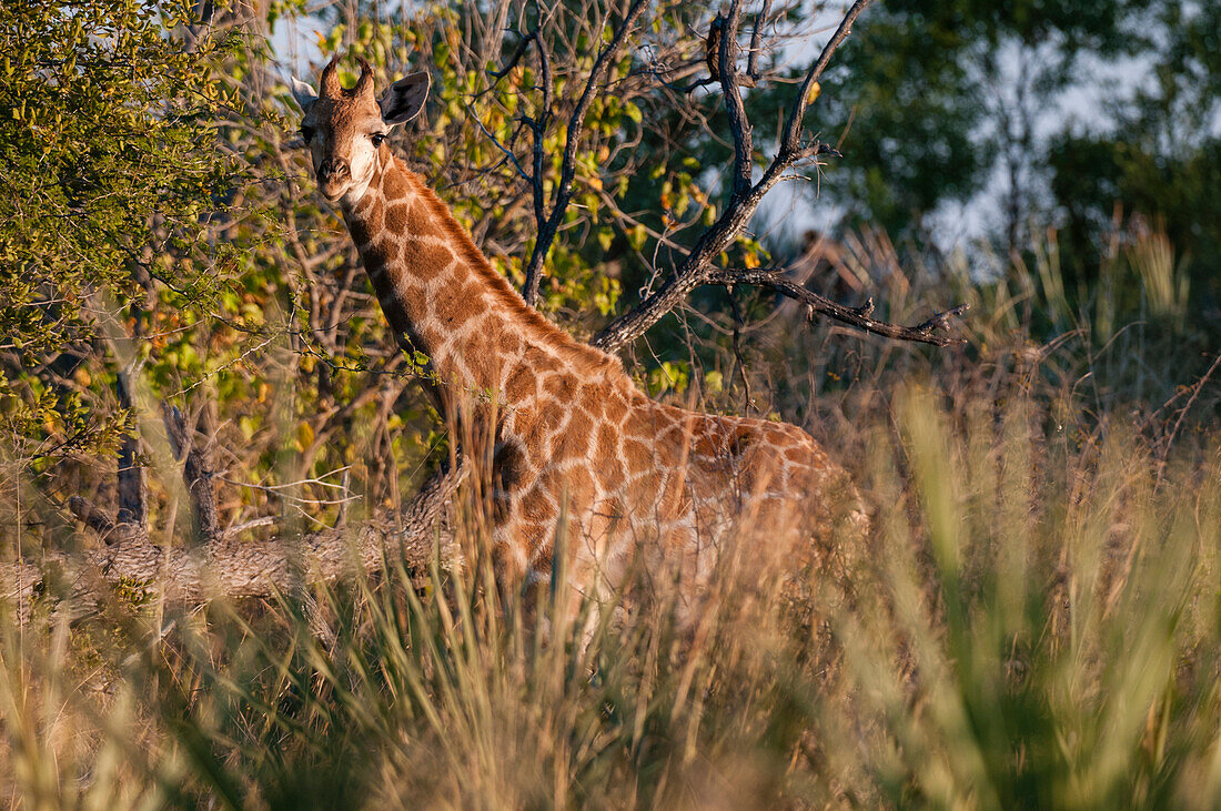 A giraffe, Giraffe camelopardalis, standing among shrubs and trees. Okavango Delta, Botswana.