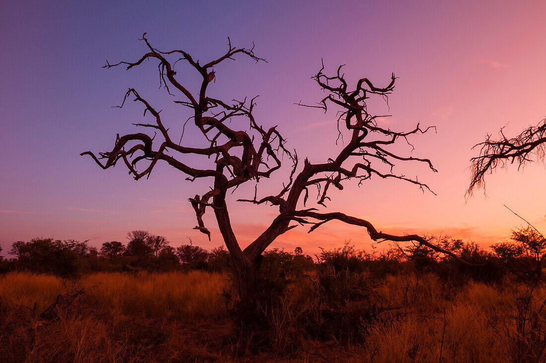 Ein abgestorbener Baum bei Sonnenuntergang. Botsuana