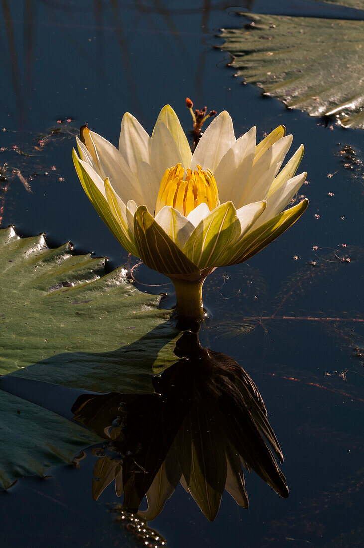 A Water Lily, Nymphaea nouchali. Botswana