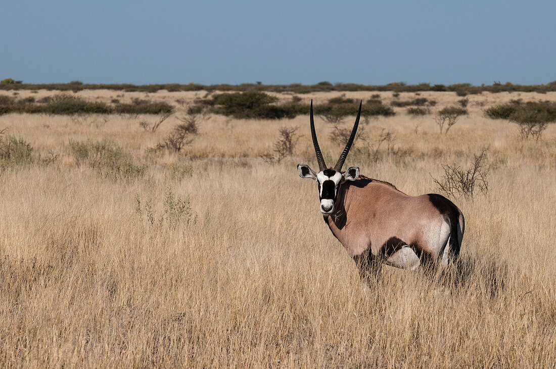 Porträt eines Steinbocks, Oryx gazella, stehend im hohen Gras. Botsuana